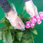 Disposable Poly Glove